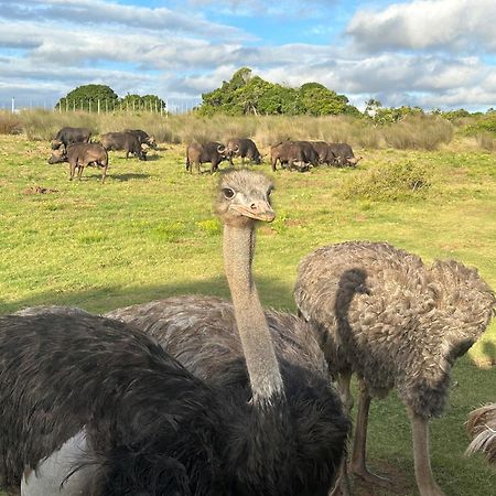 Ostrich Cottage At Les Wings Private Game Farm Groot-Jongensfontein 외부 사진