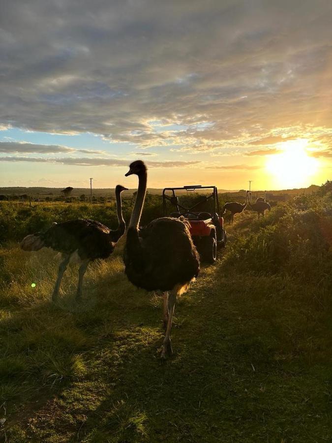 Ostrich Cottage At Les Wings Private Game Farm Groot-Jongensfontein 외부 사진