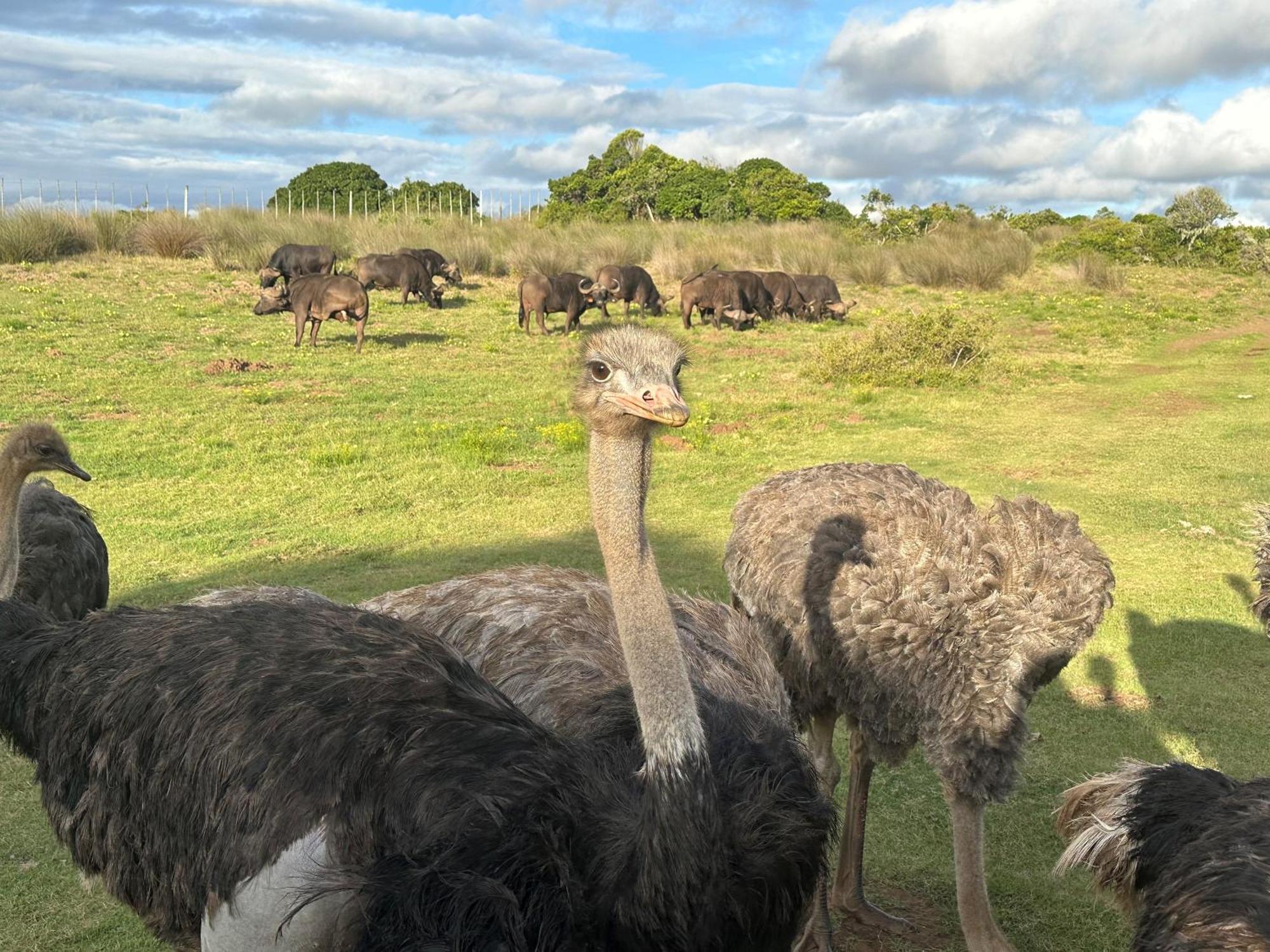 Ostrich Cottage At Les Wings Private Game Farm Groot-Jongensfontein 외부 사진